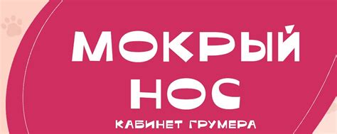 Мокрый нос | Кабинет грумера | Вологда | Меня зовут Александра, я ...