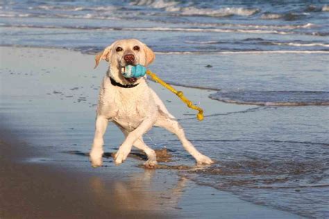 Image result for Labrador Retrievers Good Guarding Dogs