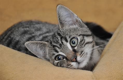 Ask a vet online-‘How often should an 8 week old kitten be using the ...