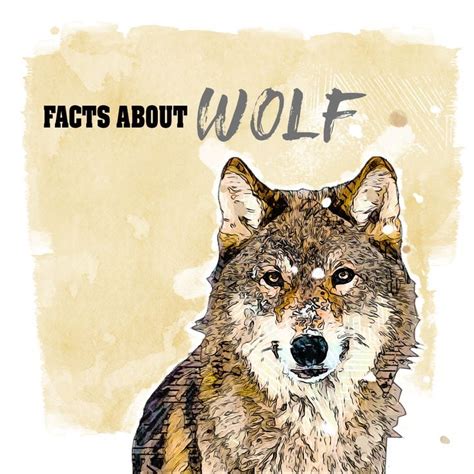 Image result for Wolves Facts