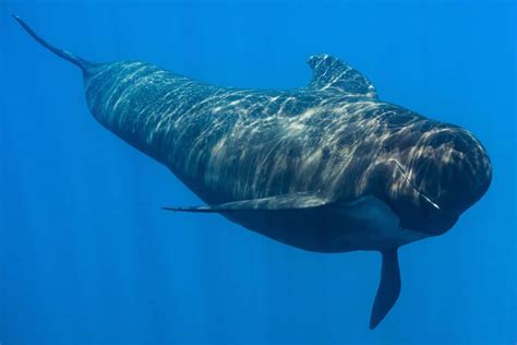Ranking the 10 Fastest Sea Animals in the Ocean