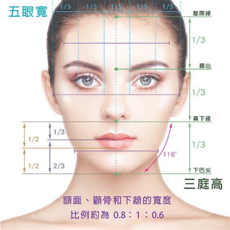 黄金比例脸黄金比例脸p图模板2022已更新今日更新