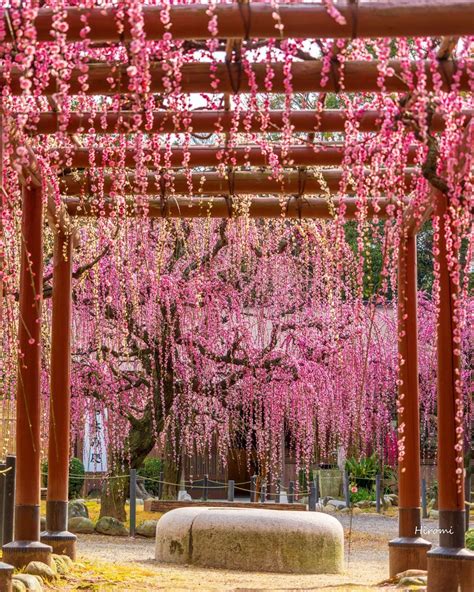 春を満喫！美しい枝垂れ梅の名所【2020】 | 梅, 名所, 神社