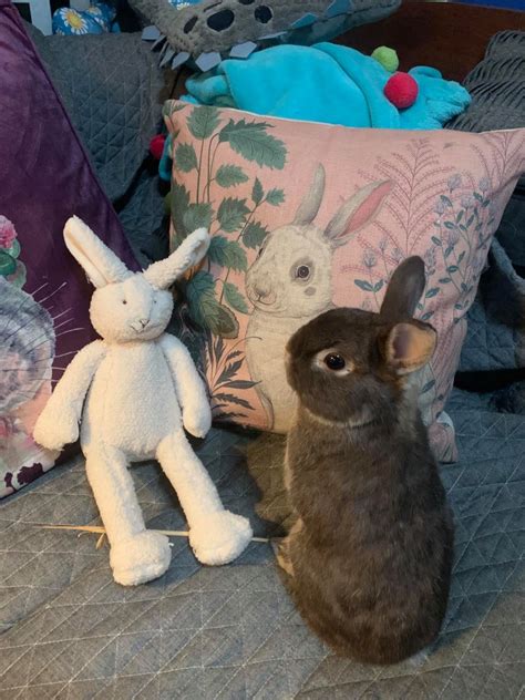 How to engage with your new bunny