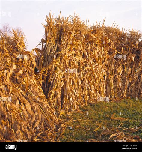 Corn Stalk Halloween Stock Photos & Corn Stalk Halloween Stock Images ...