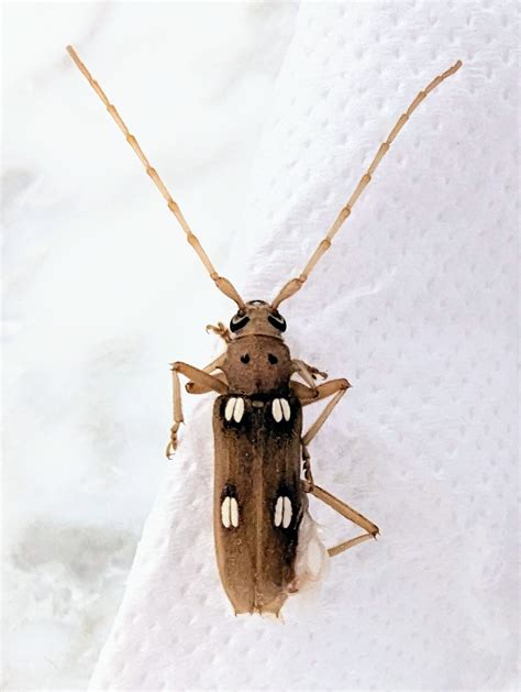 About Ivory-marked Beetle - Maryland Biodiversity Project