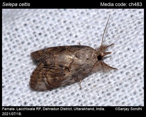 Selepa celtis Moore, [1860] - | Moths
