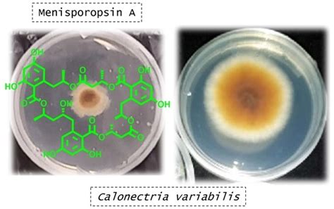 Antifungal Activity of Menisporopsin A against Relevant Plant Pathogens