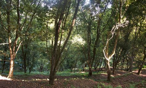 Cengkeh Maluku: Antara Anugerah dan Petaka » Boleh Merokok