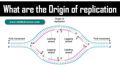 Origin of Replication 的图像结果