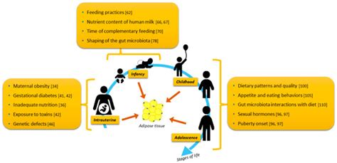 Adipose Tissue Development and Expansion from the Womb to Adolescence ...