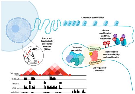 Chromatin and Epigenetic Dysregulation of Prostate Cancer Development ...