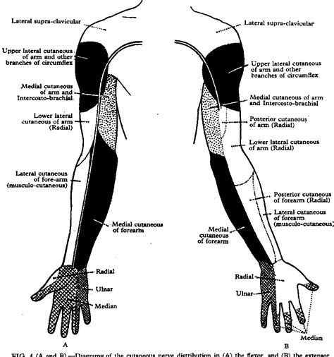 Peripheral Nerve Distribution 的图像结果