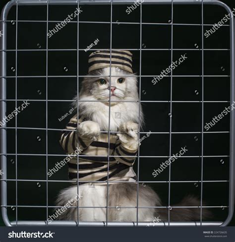 Are Cat C Prisons Safe at Edward Holmes blog