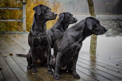 Labrador breed: oozing personality – GoofyTails