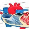 What is double circulation? What is its.advantage?show with labelled ...