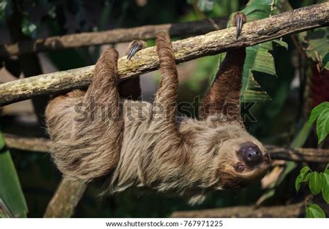Image result for Linne's Two-Toed Sloth