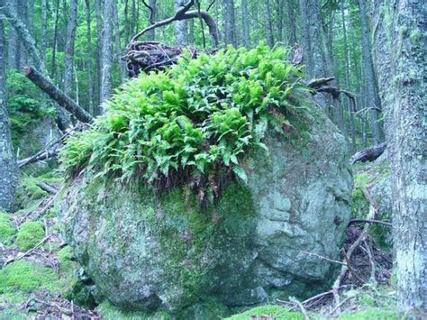 Downeast Lakes Land Trust (Grand Lake Stream) - All You Need to Know ...