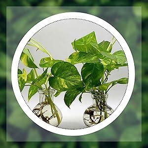 Buy Mithila Handicrafts 4.7 Inch Ball Shaped Round Glass Vase | for ...