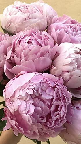 Siddhi Vinayak Gallery® Peony Flower Bulbs Paeonia suffruticosa Oganic ...