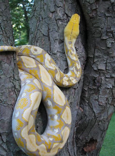 Retic Python Pet 的图像结果