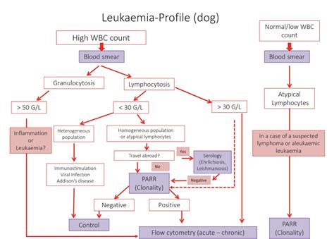 High Lymphocyte Count In Cat