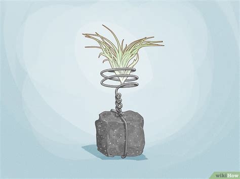 How to Display Air Plants On MDF 的图像结果