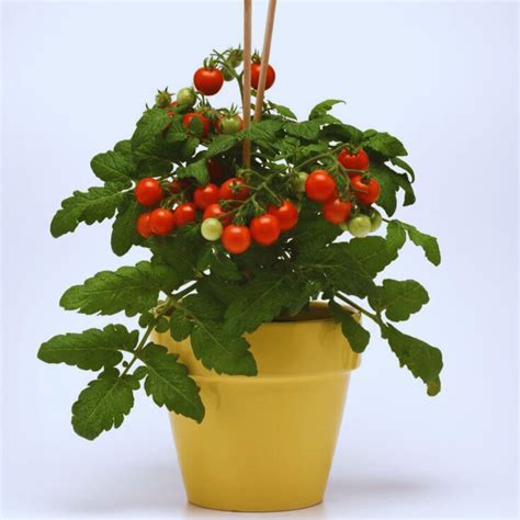 Red Cherry Tomatoes