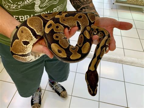 Image result for What Is a Ball Python