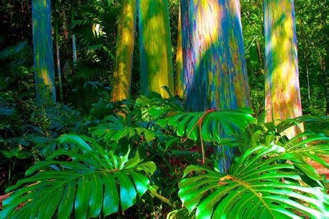 Generic Seeds Rainbow Eucalyptus Deglupta Mindanao Gum Tree Plant ...