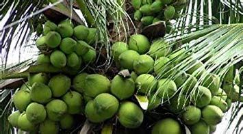 Creative Farmer Live Plant High Yield Hybrid Rare Coconut - Qualitative ...