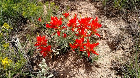 Indian Paintbrush | Desert plants, Indian paintbrush, Plants