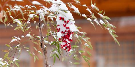 Winter Activities for Invasive Plant Control, January 11 2023 | Online ...