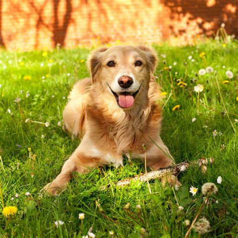 Napa, CA 94558 Veterinary Services | Silverado Veterinary Hospital