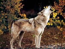 Real Wolf Howling Wallpaper by Wolf Howling Wolves Photo 37003542 Fanpop Real Wolf Howling Wallpaper