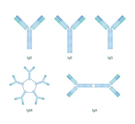 5 types of antibodies classified into igg igm iga igd and ige | Premium ...