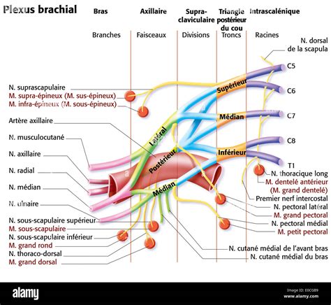 Brachial plexus Stock Photo: 69117757 - Alamy