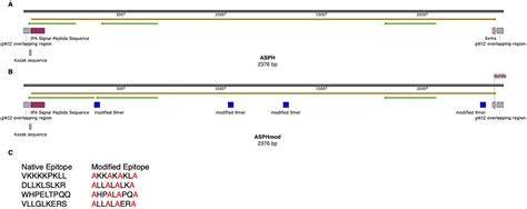 Modification of Regulatory T Cell Epitopes Promotes Effector T Cell ...