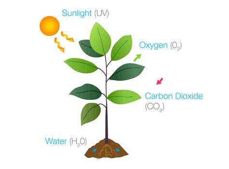Autotrophic Nutrition in Biology: Definition, Types and Importance | AESL