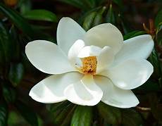magnolia fiore magnolia tree flower free stock photo domain pictures magnolia fiore magnolia tree flower free stock photo domain pictures