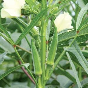 SREE ,Okra / Ladyfinger seed / Vindi Organic Seed, Vegetable Seed, Okra ...