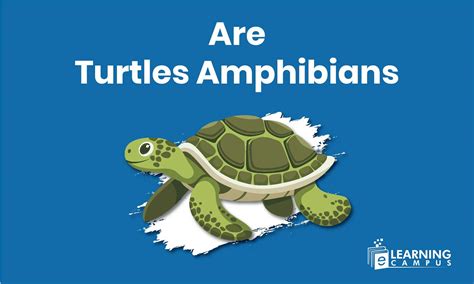 Are Turtles Amphibians or Reptiles? Facts & Classification Guide