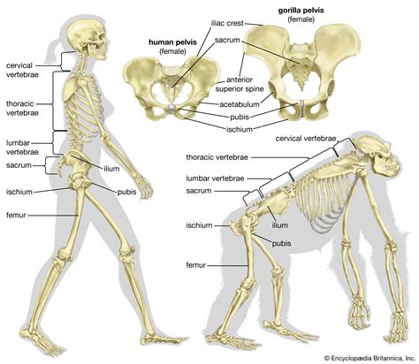 Human evolution - Emergence, Homo Sapiens, Bipedalism | Britannica