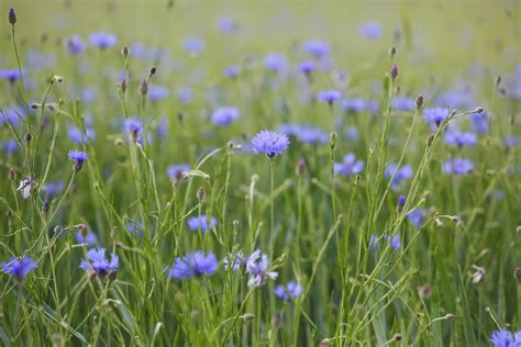 12 Types of Wildflowers for Summer Gardens