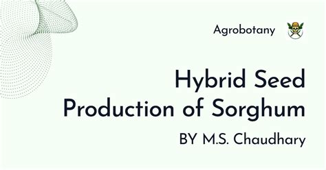 Hybrid Seed Production Technology in Sorghum | Crope Improvement -I ...