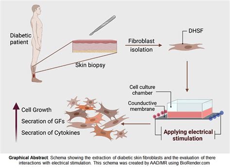 Effect of Electrical Stimulation on Diabetic Human Skin Fibroblast ...