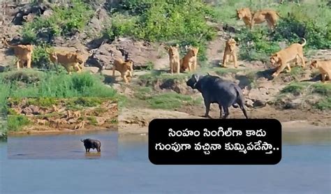 Buffalo fight On Lions : సింహం సింగిల్‌గా కాదు గుంపుగా వచ్చినా చుక్కలు ...