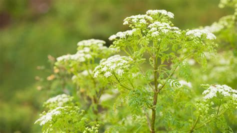 Are All Hemlock Plants Poisonous at Timothy Charles blog