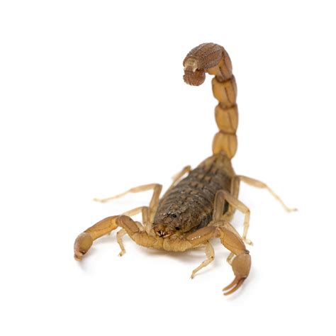 Scorpions Is Toxic To Dogs | Pet Poison Helpline®
