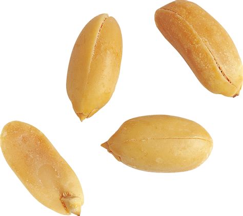Amendoim PNG Para Download Gratuito